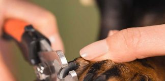 dog nail trimming, how often to trim dogs nails, how to clip dog nails, when to cut dogs nails, how to cut dogs nails