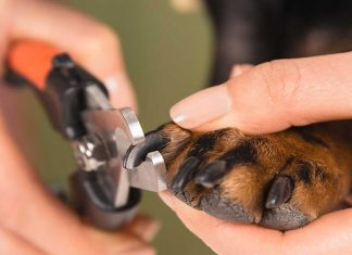dog nail trimming, how often to trim dogs nails, how to clip dog nails, when to cut dogs nails, how to cut dogs nails