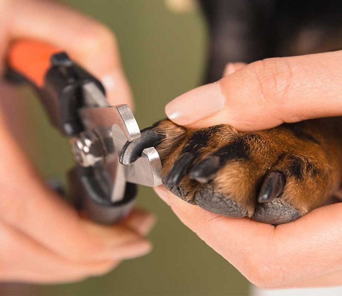 dog nail trimming, how often to trim dogs nails, how to clip dog nails, when to cut dogs nails, how to cut dogs nails