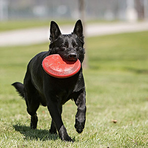 petsourcing-KONG - Flyer - Durable Rubber Flying Disc Dog Toy