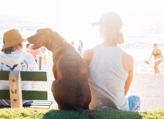 dog grooming, dog grooming tips for summer, how should I groom my dog for summer, haircuts for puppies, Summer Dog Grooming Tips