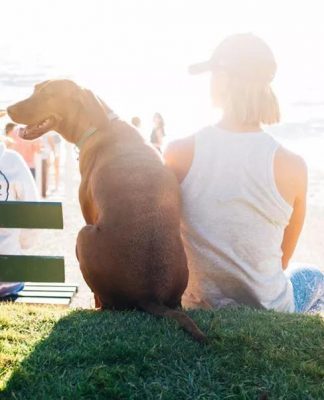 dog grooming, dog grooming tips for summer, how should I groom my dog for summer, haircuts for puppies, Summer Dog Grooming Tips