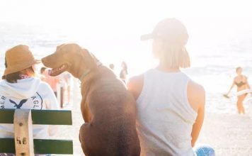 dog grooming, dog grooming tips for summer, how should I groom my dog for summer, haircuts for puppies, Summer Dog Grooming Tips