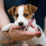 4 Tips for Teaching Your Puppy Not to Bite-petsourcing