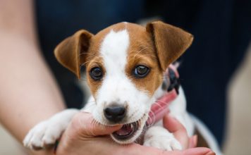 4 Tips for Teaching Your Puppy Not to Bite