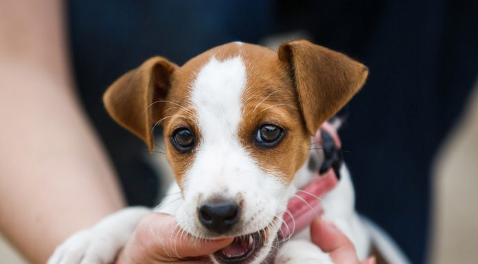 4 Tips for Teaching Your Puppy Not to Bite