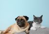 Are lumps and bumps on cats and dogs normal-petsourcing