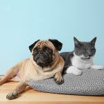 Are lumps and bumps on cats and dogs normal-petsourcing