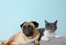 Are lumps and bumps on cats and dogs normal-petsourcing