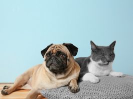 Are lumps and bumps on cats and dogs normal-petsourcing