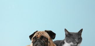 Are lumps and bumps on cats and dogs normal-petsourcing