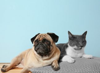 Are lumps and bumps on cats and dogs normal-petsourcing