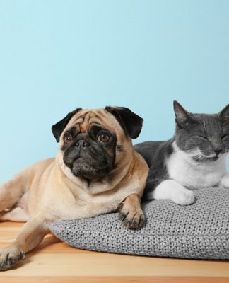 Are lumps and bumps on cats and dogs normal? Are lumps and bumps on cats and dogs normal-petsourcing
