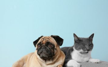 Are lumps and bumps on cats and dogs normal-petsourcing
