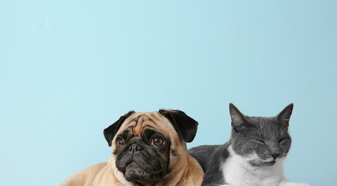 Are lumps and bumps on cats and dogs normal? Are lumps and bumps on cats and dogs normal-petsourcing