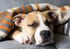 Can Dogs Get the Flu-petsourcing