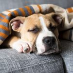 Can Dogs Get the Flu-petsourcing