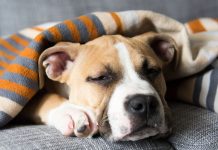 Can Dogs Get the Flu-petsourcing