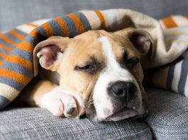 Can Dogs Get the Flu-petsourcing