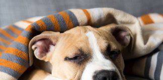 Can Dogs Get the Flu-petsourcing