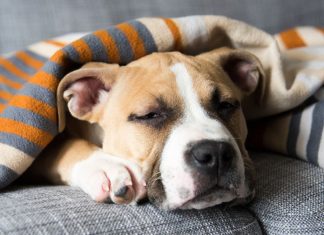 Can Dogs Get the Flu-petsourcing