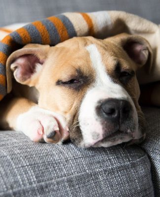 Can Dogs Get the Flu-petsourcing