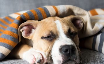 Can Dogs Get the Flu? Can Dogs Get the Flu-petsourcing