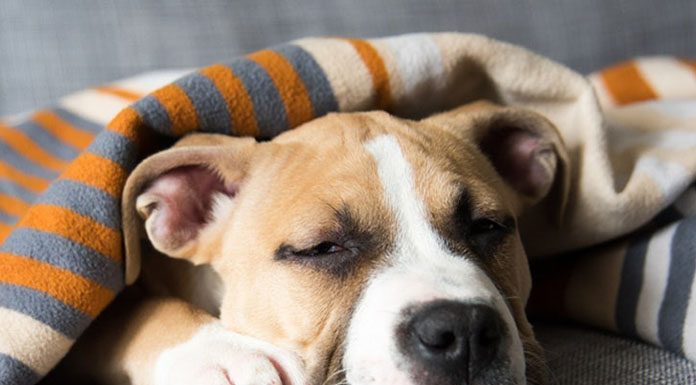 Can Dogs Get the Flu-petsourcing
