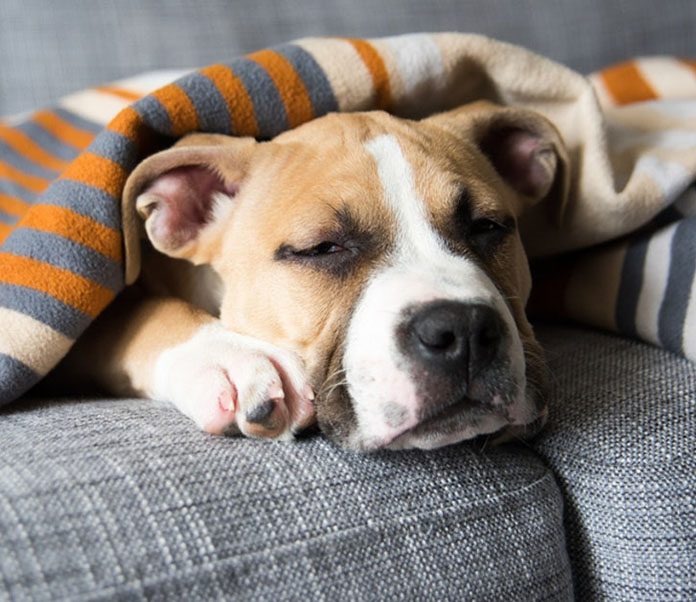 Can Dogs Get the Flu-petsourcing