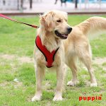 Dog Harnesses-petsourcing