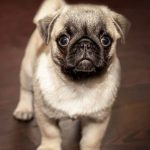 How to Housebreak Your New Puppy-petsourcing