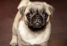 How to Housebreak Your New Puppy-petsourcing