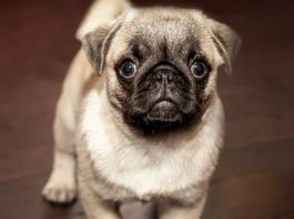 How to Housebreak Your New Puppy-petsourcing