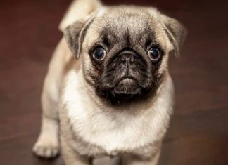 How to Housebreak Your New Puppy-petsourcing