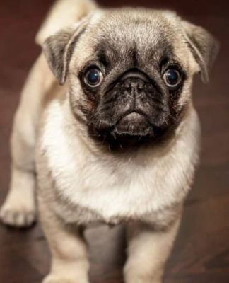 How to Housebreak Your New Puppy How to Housebreak Your New Puppy-petsourcing