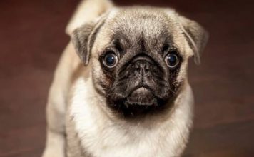 How to Housebreak Your New Puppy-petsourcing