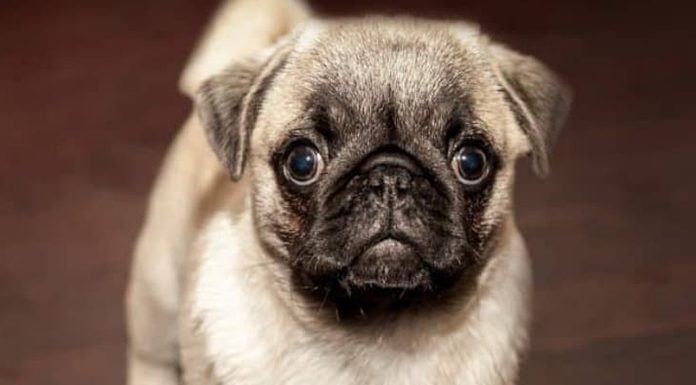 How to Housebreak Your New Puppy-petsourcing