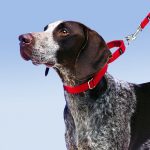 How to Leash Train a Puppy or Dog -petsourcing
