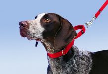 How to Leash Train a Puppy or Dog -petsourcing