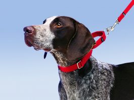 How to Leash Train a Puppy or Dog -petsourcing