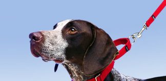 How to Leash Train a Puppy or Dog -petsourcing