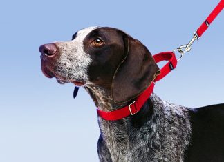 How to Leash Train a Puppy or Dog -petsourcing