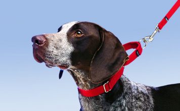 Tips to teach your dog loose lease walking How to Leash Train a Puppy or Dog -petsourcing