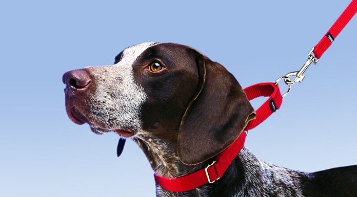 Tips to teach your dog loose lease walking How to Leash Train a Puppy or Dog -petsourcing
