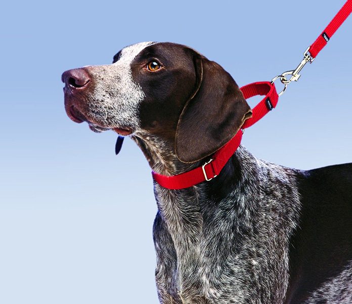 How to Leash Train a Puppy or Dog -petsourcing