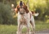 How to Stop Excessive Dog Barking-petsourcing