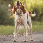 How to Stop Excessive Dog Barking-petsourcing