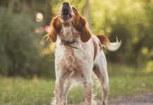 How to Stop Excessive Dog Barking-petsourcing