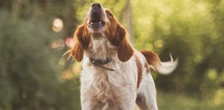 How to Stop Excessive Dog Barking-petsourcing