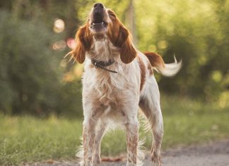 How to Stop Excessive Dog Barking-petsourcing
